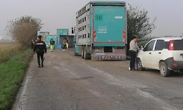 Rimorchio con i maiali ribaltato: animali morti, traffico in tilt