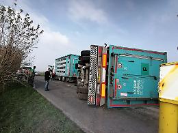 FOTO Si ribalta rimorchio che trasporta maiali, caos in via Milano