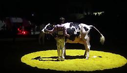 VIDEO Fiere Zootecniche Internazionali: il finale