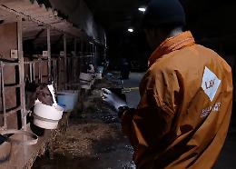 Animali maltrattati in allevamento, sequestrate 21 mucche