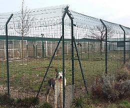Anpana di Cremona alla ricerca di uno spazio per il nuovo rifugio per i cani