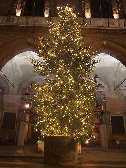Natale, dopo l'orso arriva l'albero in piazza del Comune