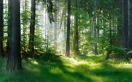 70mila ettari di foreste certificate, quasi raddoppiate in un anno