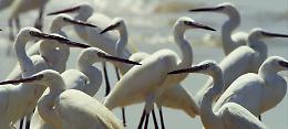 Si apre il ciclo "Serate dei naturalisti cremonesi"