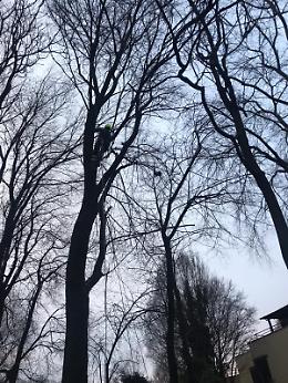 VIDEO  Il micio Grisù salvato dai vigili del fuoco