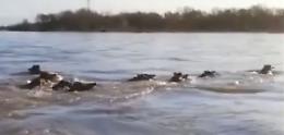 Branco di cinghiali attraversa il fiume Po