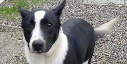 Animali abbandonati, dicembre mese nero