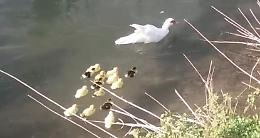 La nidiata che salva il Naviglio: nati 14 anatroccoli