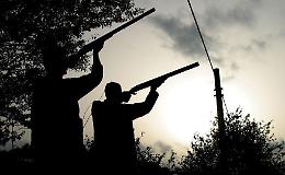 Gatta uccisa a fucilate e lasciata sull'albero