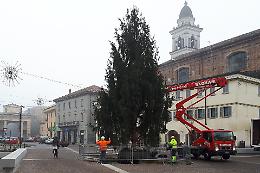 L'albero di Natale finisce in segheria