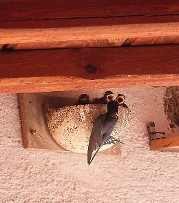 Ecco Hirundo, l’hotel delle rondini in riva al Grande Fiume