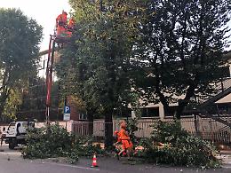 Rimossi dieci alberi in viale Trento e Trieste