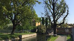 «Quercia, addio», abbattuto l’albero secolare
