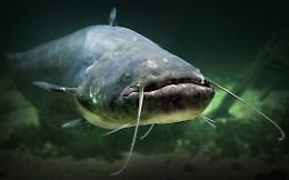 Pesce siluro, Rolfi: aumentano risorse per contenimento