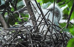 Ecco le casette per gli uccelli e i piccoli