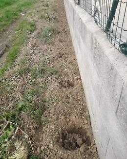 Rubate le giovani piante donate ai volontari