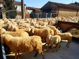 Strade vuote, invasione bonaria del gregge di pecore