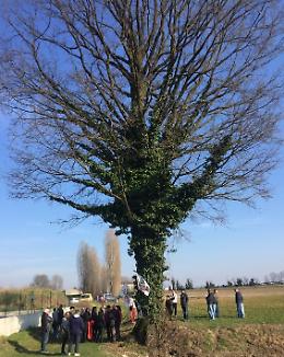 'La grande quercia è sana e ha un valore ecologico'
