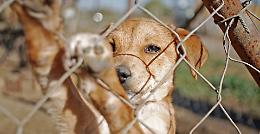 Coronavirus, boom di animali abbandonati: 'Ma non contagiano'