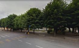 Alberi malati e pericolosi, vanno abbattuti