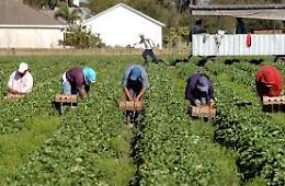  Confagricoltura: attivati i primi corridoi verdi per il rientro della manodopera extracomunitaria specializzata
