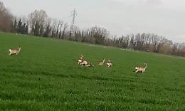 Daini a spasso tra Caorso e le frazioni