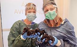 Sei cuccioli salvati dai carabinieri