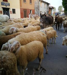 Paese invaso da un gregge con un centinaio di pecore