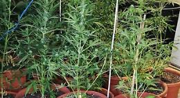 Droga: scoperta coltivazione di marijuana, due arresti
