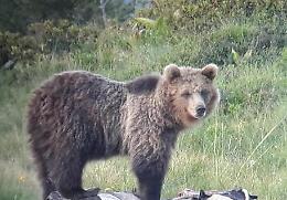 L'orso M49 in fuga in Trentino catturato sui monti di Tione