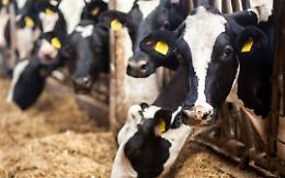 «La Rai ha dichiarato guerra alla zootecnia lombarda»