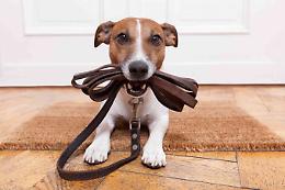 Come stanno gli animali da compagnia dopo due mesi di lockdown forzato? 