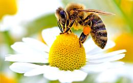 «Api  strategiche per biodiversità e agricoltura»