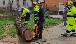 Protezione civile, in azione per una pianta a rischio
