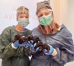 Cuccioli salvati dai militari del borgo: «Tutti adottati»
