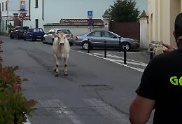 Il toro va a spasso in centro