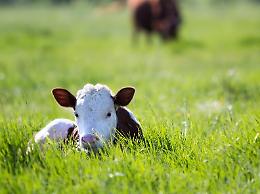 Filiera carne bovina in crisi. Regione: misura a sostegno aziende