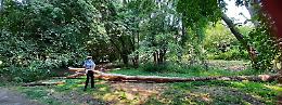 Parco Nassirya, alberi crollati e altri a rischio