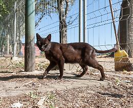 Gatti lungo il Po, veleni e polemiche