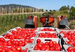 Pomodoro da industria: il Ministero accoglie le segnalazioni di Confagricoltura