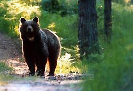 L'orso M49 è fuggito nuovamente dal recinto di Casteller