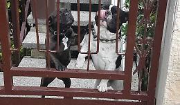 «I miei cani avvelenati e uccisi»