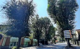 Olmi malati, destinati a sparire?