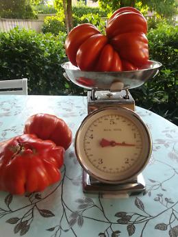Pomodori da record nell'orto di Gaboardi