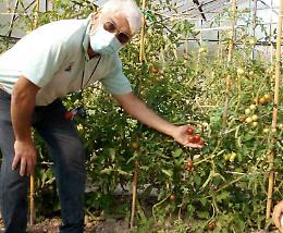 Pomodoro,  tre varietà cremasche Doc
