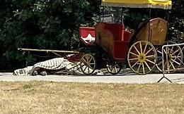 «Cavallo morto? È stata una scena straziante»