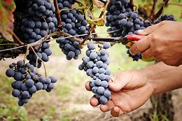 Vino, Confagricoltura: si vendemmia facendo i conti con manodopera, giacenze e mercato