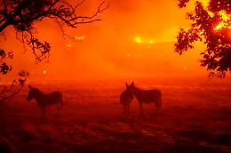 Roghi California, è disastro nazionale