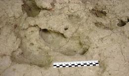 Le più antiche impronte di bambino, hanno 1,2 milioni di anni
