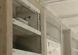 Il guano tra loculi e tombe. Sale la protesta al Maggiore